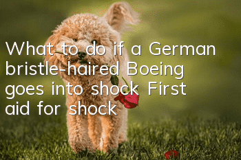 What to do if a German bristle-haired Boeing goes into shock? First aid for shock