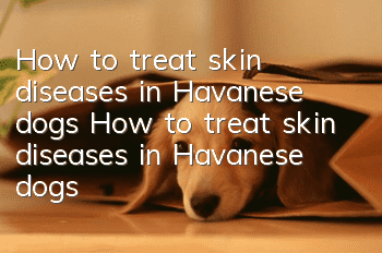 How to treat skin diseases in Havanese dogs How to treat skin diseases in Havanese dogs