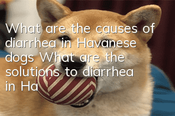 What are the causes of diarrhea in Havanese dogs? What are the solutions to diarrhea in Havanese dogs?