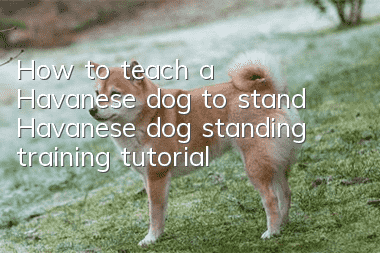 How to teach a Havanese dog to stand Havanese dog standing training tutorial