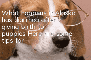 What happens if Alaska has diarrhea after giving birth to puppies? Here are some tips for you!