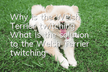 Why is the Welsh Terrier twitching? What is the solution to the Welsh Terrier twitching?