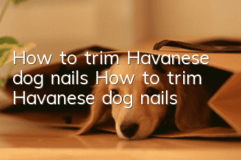 How to trim Havanese dog nails How to trim Havanese dog nails