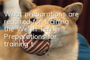 What preparations are required for training the Welsh Terrier? Preparations for training the Welsh Terrier