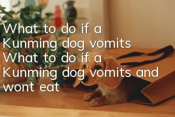 What to do if a Kunming dog vomits? What to do if a Kunming dog vomits and won’t eat?