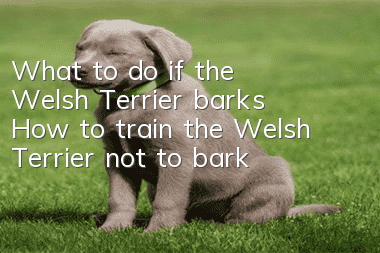 What to do if the Welsh Terrier barks? How to train the Welsh Terrier not to bark?