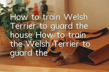 How to train Welsh Terrier to guard the house? How to train the Welsh Terrier to guard the house?