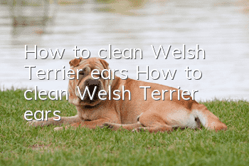 How to clean Welsh Terrier ears How to clean Welsh Terrier ears