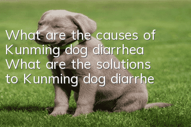 What are the causes of Kunming dog diarrhea? What are the solutions to Kunming dog diarrhea?