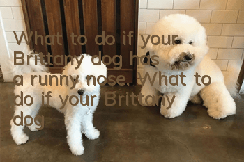 What to do if your Brittany dog ​​has a runny nose. What to do if your Brittany dog ​​has a runny nose.