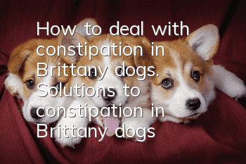 How to deal with constipation in Brittany dogs. Solutions to constipation in Brittany dogs.