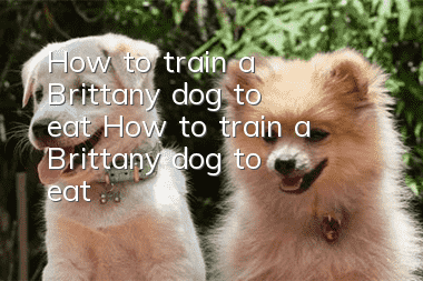 How to train a Brittany dog ​​to eat? How to train a Brittany dog ​​to eat?