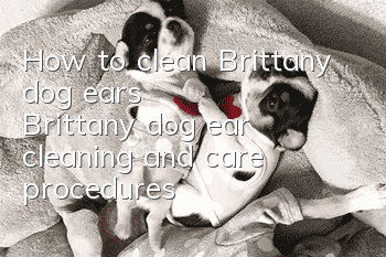 How to clean Brittany dog ​​ears? Brittany dog ​​ear cleaning and care procedures
