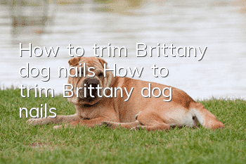 How to trim Brittany dog ​​nails How to trim Brittany dog ​​nails