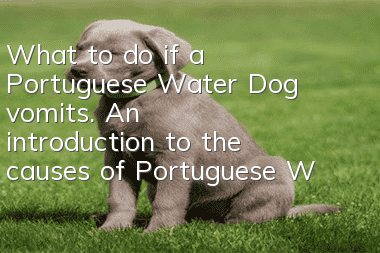 What to do if a Portuguese Water Dog vomits. An introduction to the causes of Portuguese Water Dog vomiting.
