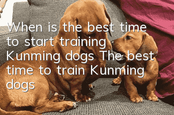 When is the best time to start training Kunming dogs? The best time to train Kunming dogs