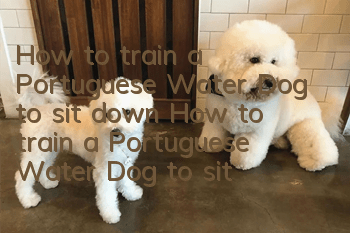 How to train a Portuguese Water Dog to sit down How to train a Portuguese Water Dog to sit down