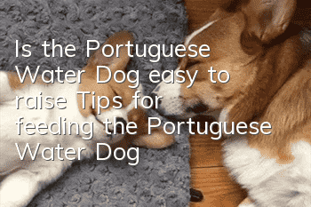 Is the Portuguese Water Dog easy to raise? Tips for feeding the Portuguese Water Dog