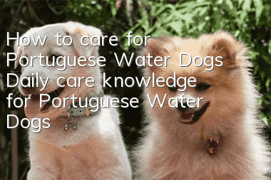 How to care for Portuguese Water Dogs Daily care knowledge for Portuguese Water Dogs