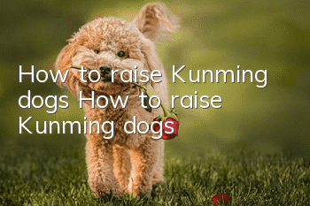 How to raise Kunming dogs How to raise Kunming dogs