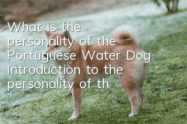What is the personality of the Portuguese Water Dog? Introduction to the personality of the Portuguese Water Dog.