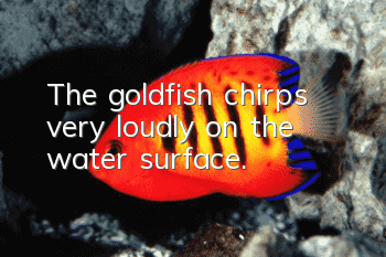 The goldfish chirps very loudly on the water surface.