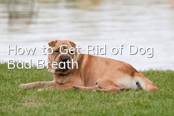 How to Get Rid of Dog Bad Breath