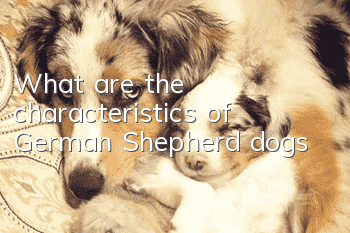 What are the characteristics of German Shepherd dogs?