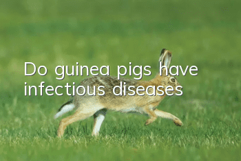 Do guinea pigs have infectious diseases?
