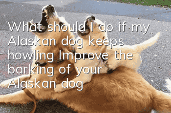 What should I do if my Alaskan dog keeps howling? Improve the barking of your Alaskan dog!