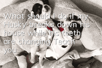 What should I do if my Husky breaks down his house while his teeth are changing? Teach you how to solve the problem!