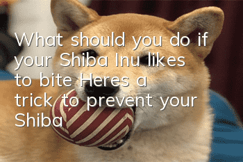 What should you do if your Shiba Inu likes to bite? Here’s a trick to prevent your Shiba Inu from biting!