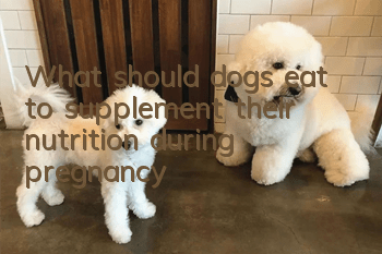 What should dogs eat to supplement their nutrition during pregnancy?