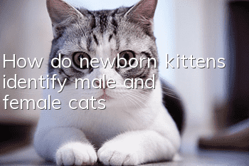 How do newborn kittens identify male and female cats?