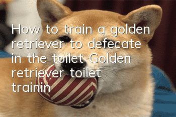 How to train a golden retriever to defecate in the toilet? Golden retriever toilet training!