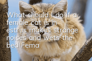 What should I do if a female cat is in estrus, makes strange noises and wets the bed? Female cats are in estrus!
