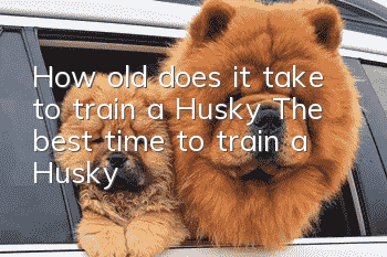 How old does it take to train a Husky? The best time to train a Husky!
