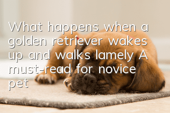 What happens when a golden retriever wakes up and walks lamely? A must-read for novice pet owners!