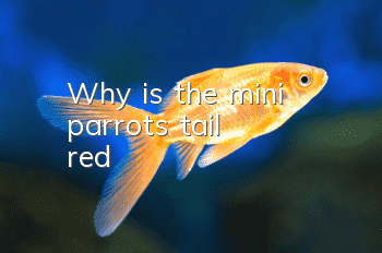 Why is the mini parrot's tail red?