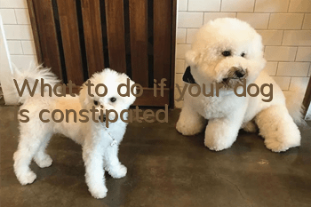 What to do if your dog is constipated