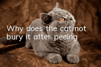Why does the cat not bury it after peeing?