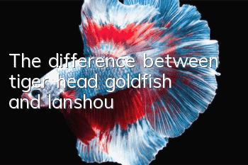 The difference between tiger head goldfish and lanshou