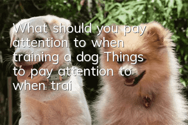 What should you pay attention to when training a dog? Things to pay attention to when training a dog!