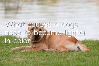What causes a dog’s nose to become lighter in color?