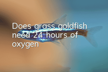 Does grass goldfish need 24 hours of oxygen?