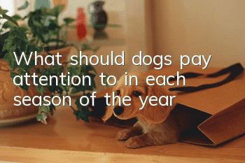 What should dogs pay attention to in each season of the year?