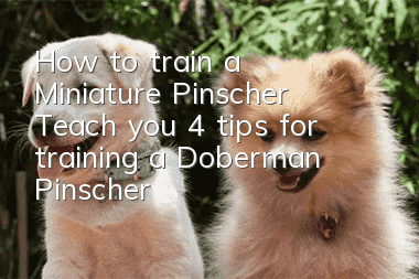 How to train a Miniature Pinscher? Teach you 4 tips for training a Doberman Pinscher!