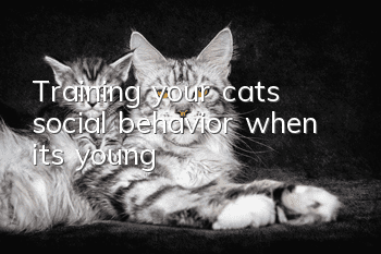 Training your cat’s social behavior when it’s young