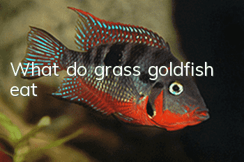 What do grass goldfish eat?