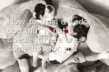 How to train a Teddy dog that is not obedient? Here are some tips for you!
